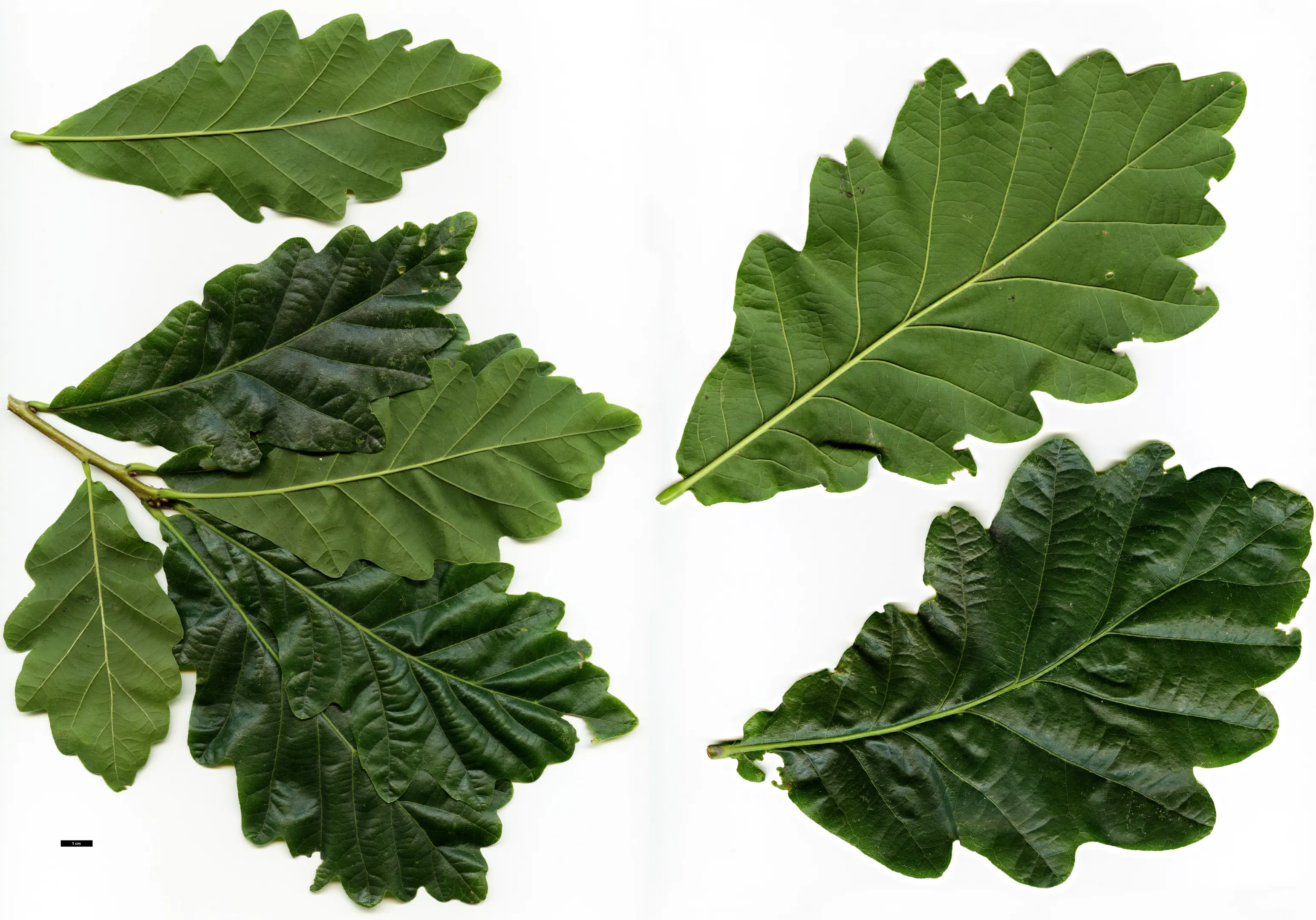 Image from stockplant at Pavia Nurseries (Belgium), 2010